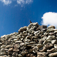 a bird sits on a rock wall