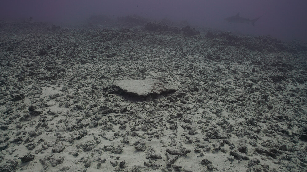 a baren seafloor