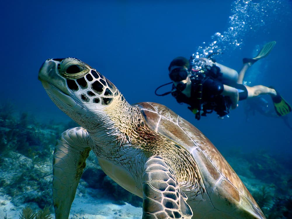 turtle swimming with a diver in the background
