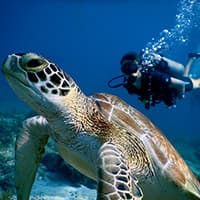 turtle swimming with a diver in the background
