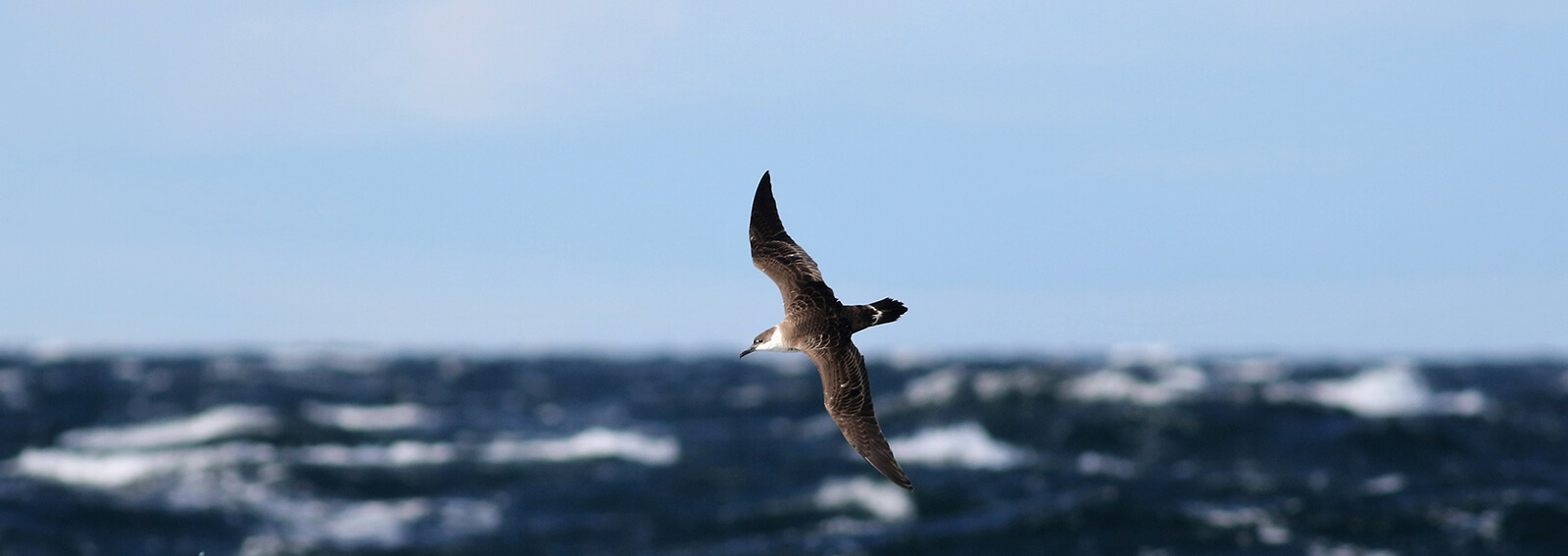 A seabird soars oabove the ocean