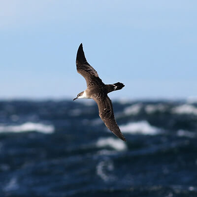 A seabird soars above the water