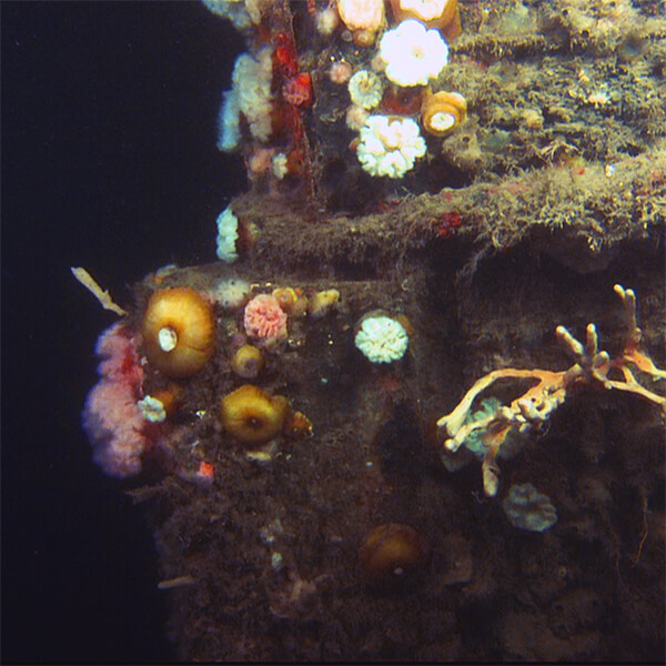 The bow of a shipqreck covered in marine growth