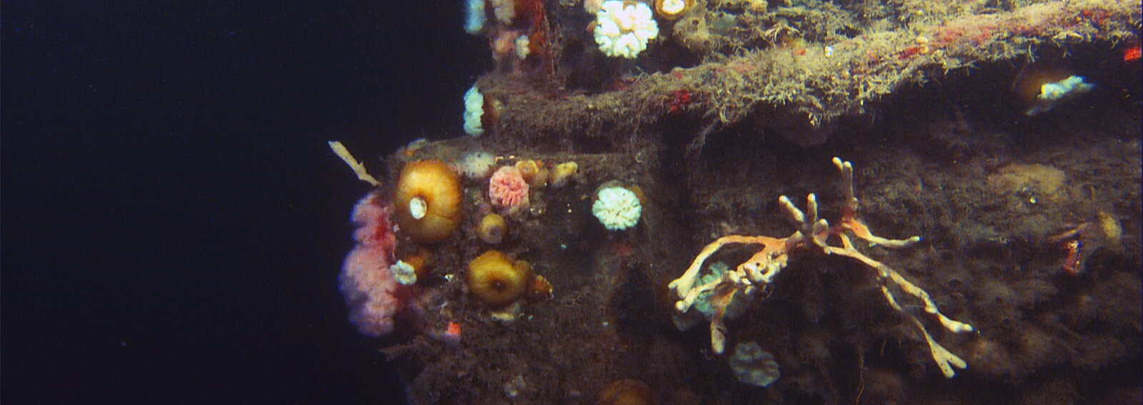 The bow of a shipwreck covered in marine growth