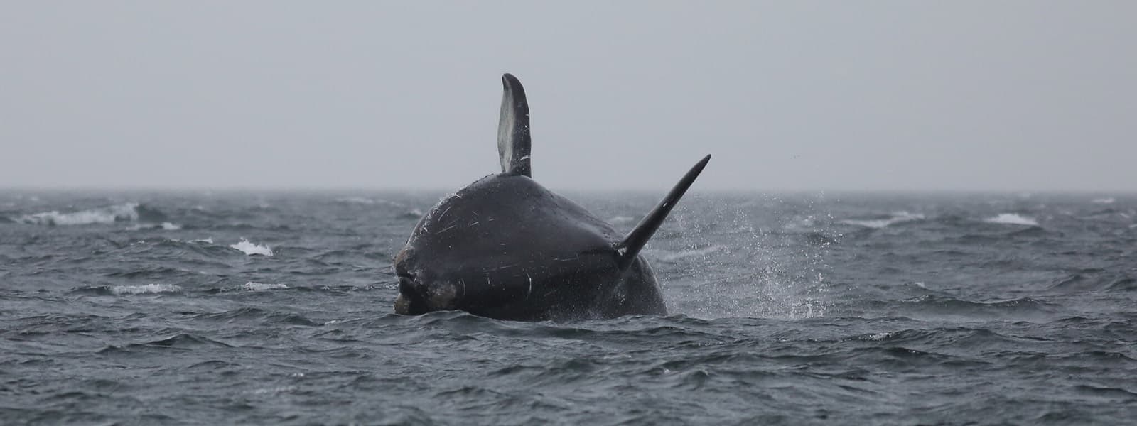 right whale breaching