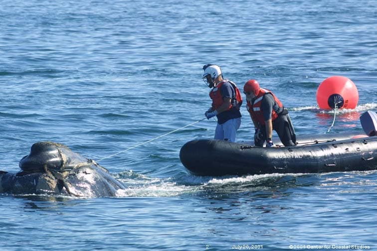 responders on a skiff work to disentangle a right whale