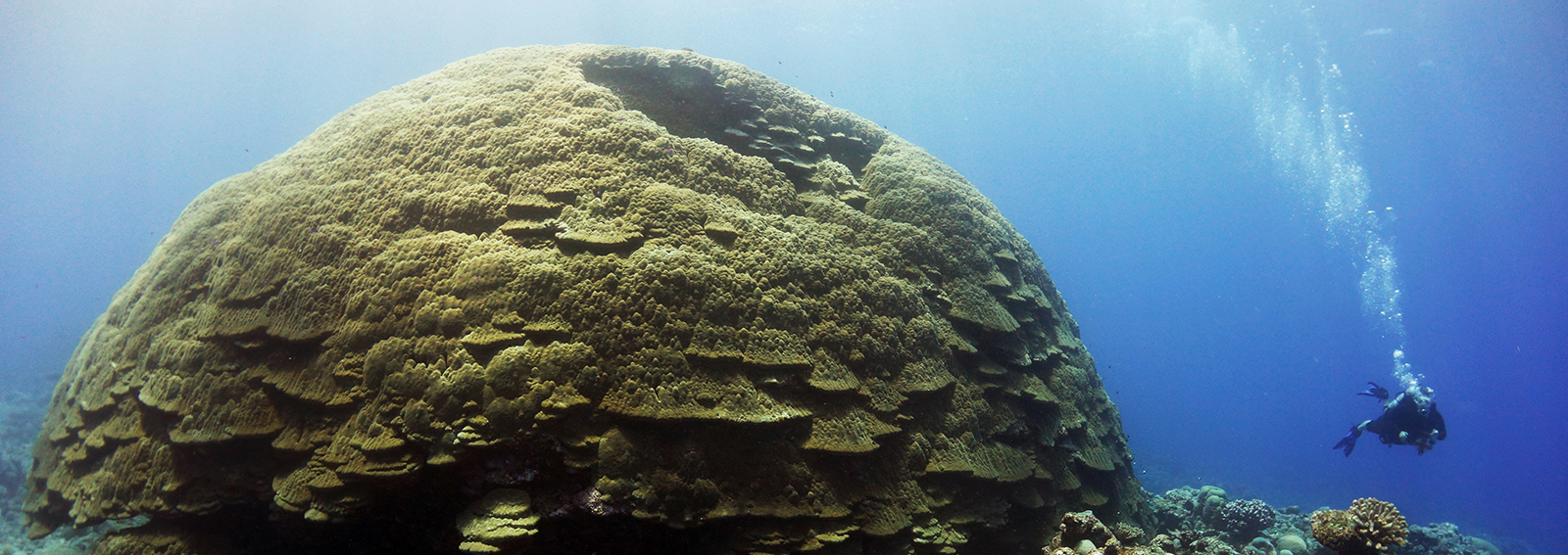 A diver swims next to a large coral head
