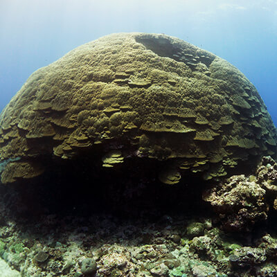 A large head of coral