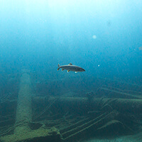 A fish swims above a shipwreck