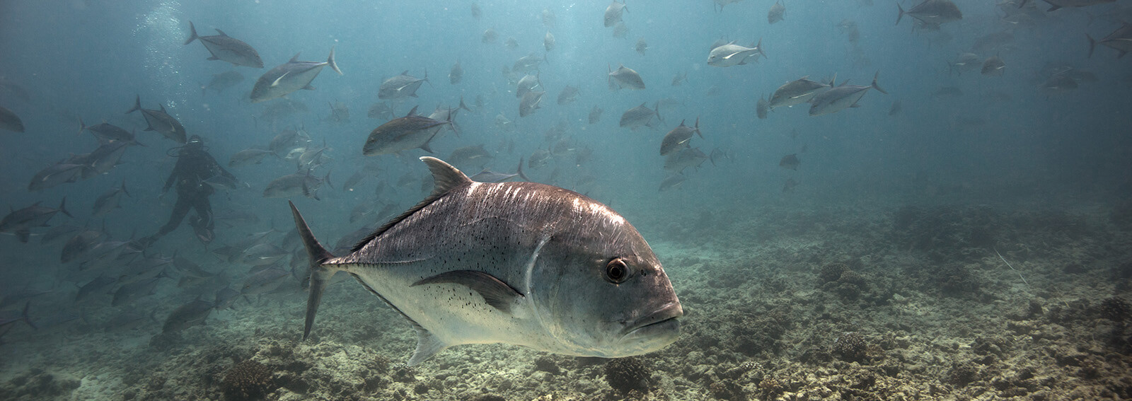 Many gray fish swim in shallow water