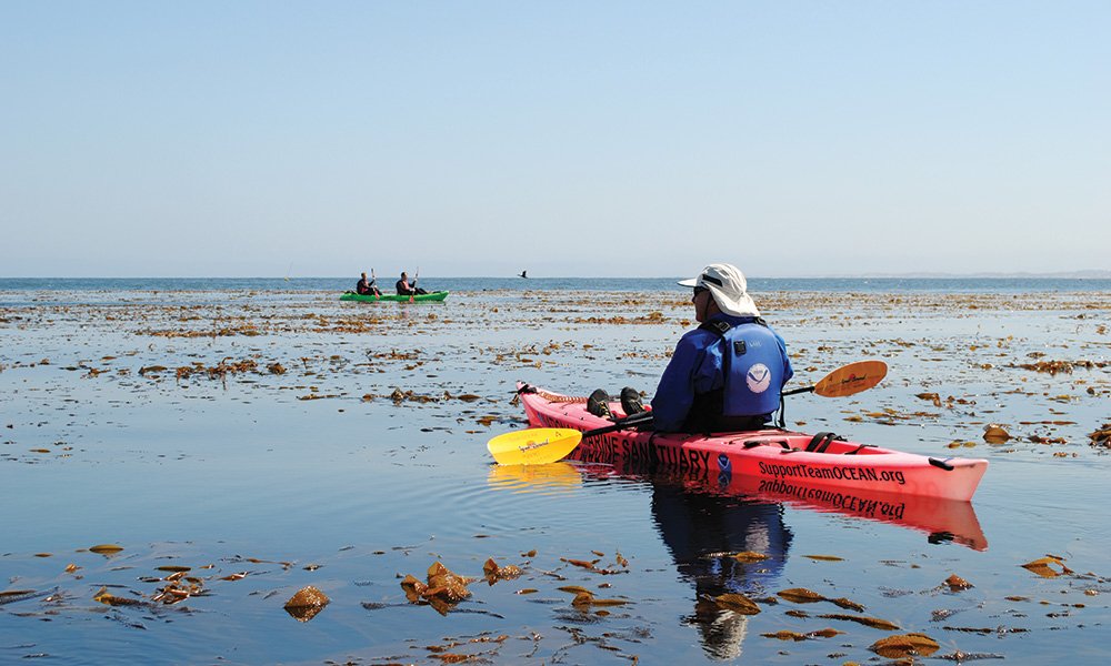 kayakers in the water with kelp around them