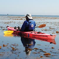 kayaker in the water with kelp around them