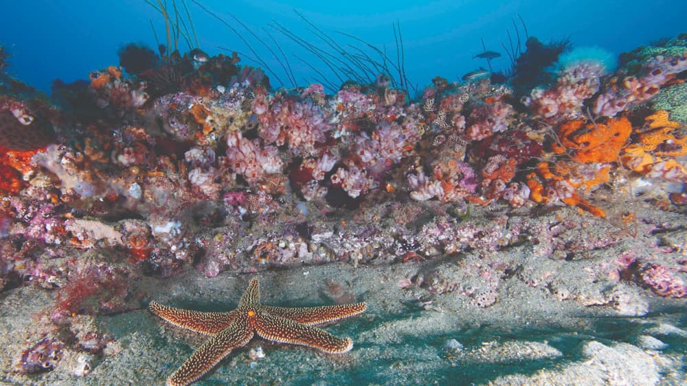 a sea star lies near a reef