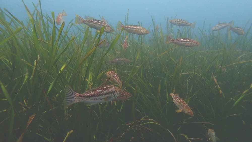 Eelgrass fishes in the reef