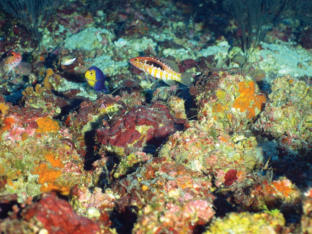 Several reef fish swim among algal nodules