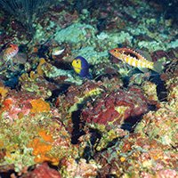 Several reef fish swim among algal nodules