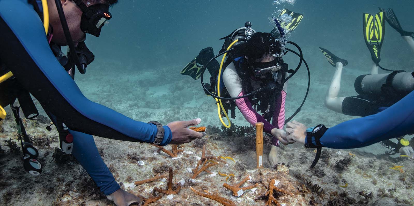 Divers work to transplant corals