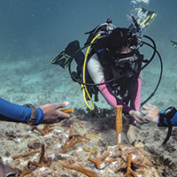 divers work to transplant coral