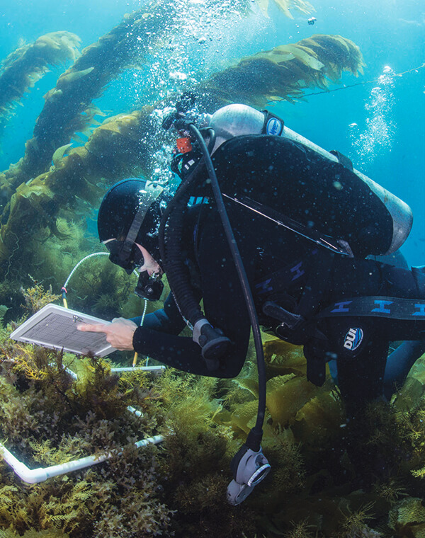 a diver takes notes and measurements while underwater