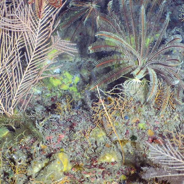 invertebrates cover the ocean floor