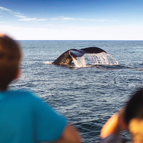 whale watchers look on as a whale tail rises from the water