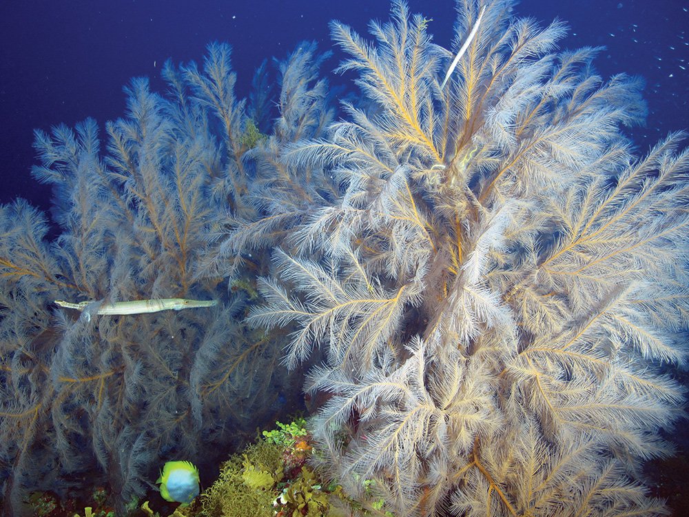 A trumpetfish swims among soft coral