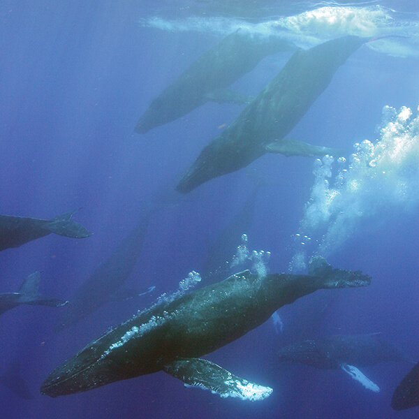 humpback whales in open water