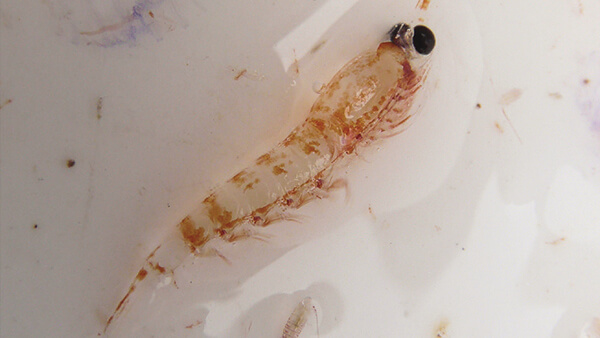 a small krill