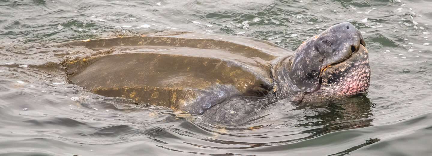 a leatherback sea turtle