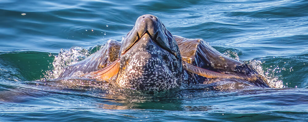  a leatherback sea turtle