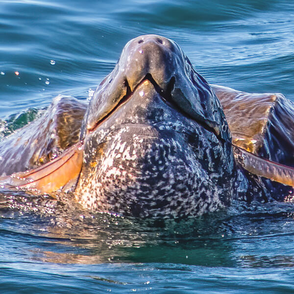 a leatherback sea turtle swims through the water