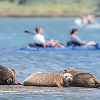 seals lie on a small patch of land as kayakers paddle in the background
