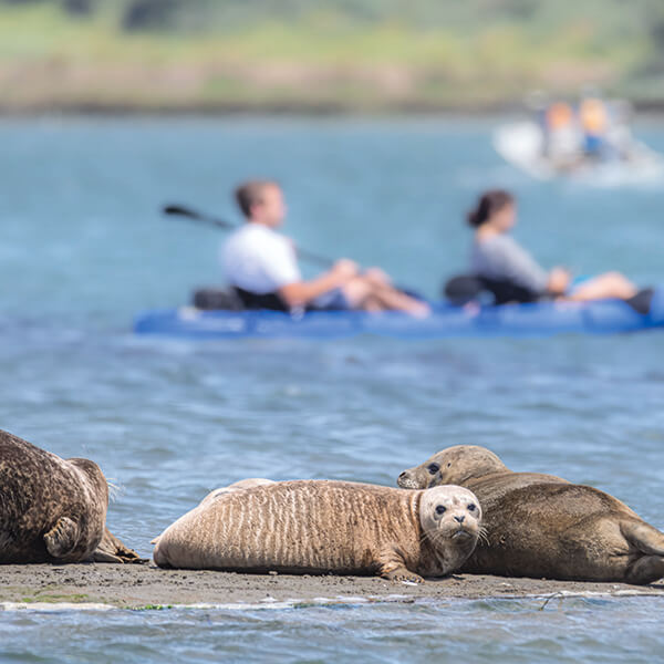 seals lay on a small patch of lands as kayakers paddle in the background