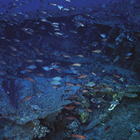  fish swim around a shipwreck