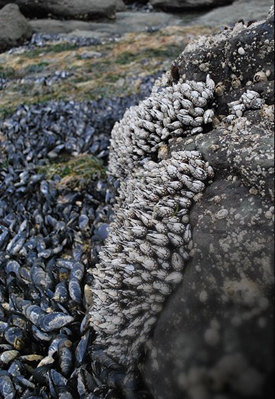 Gooseneck barnacles and other shellfish on rocks