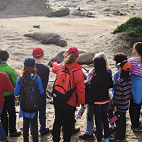 children view elephant seals from a distance