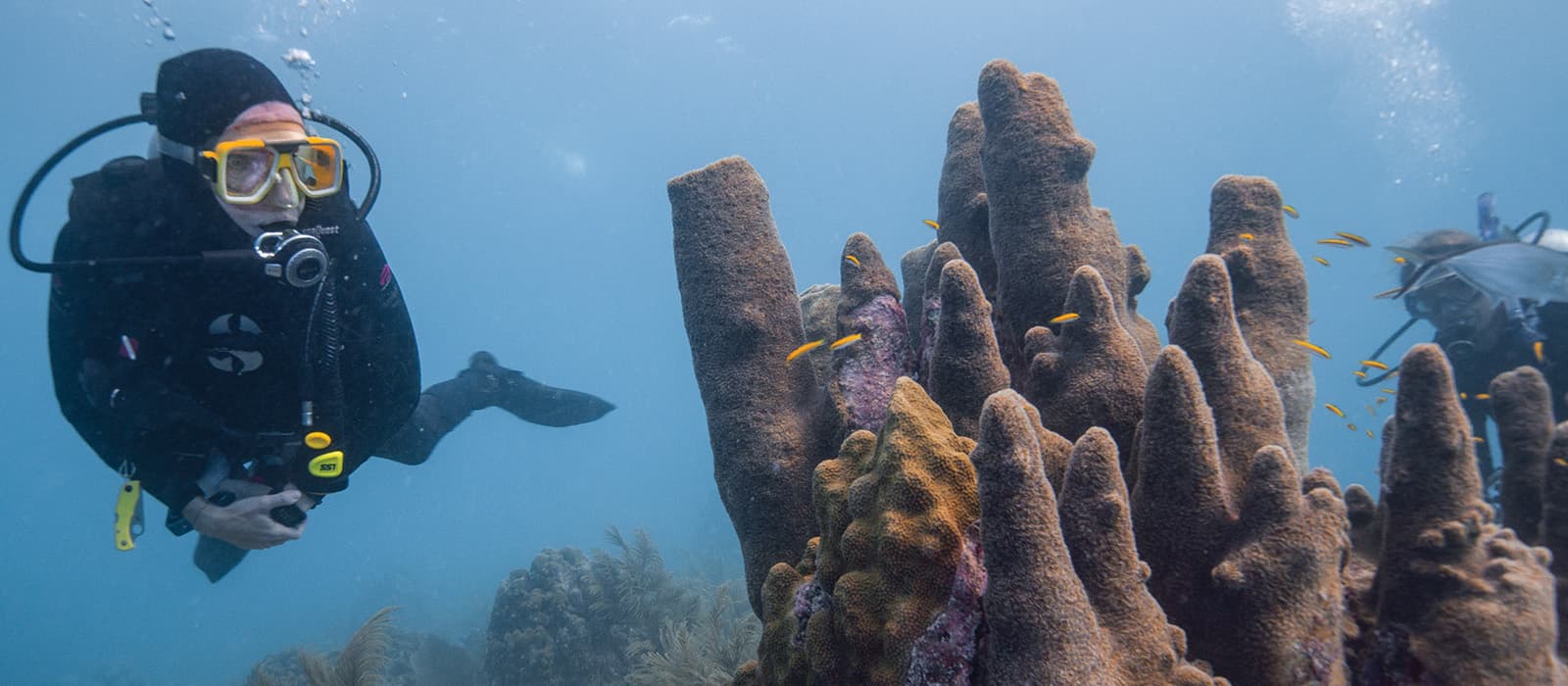 divers swimming by pillar coral