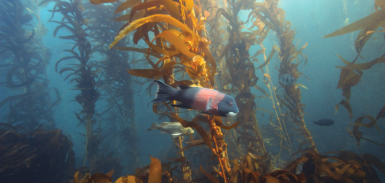 seabass swim around kelp