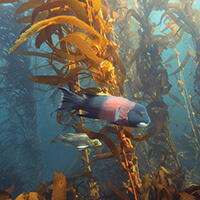 seabass swim near kelp