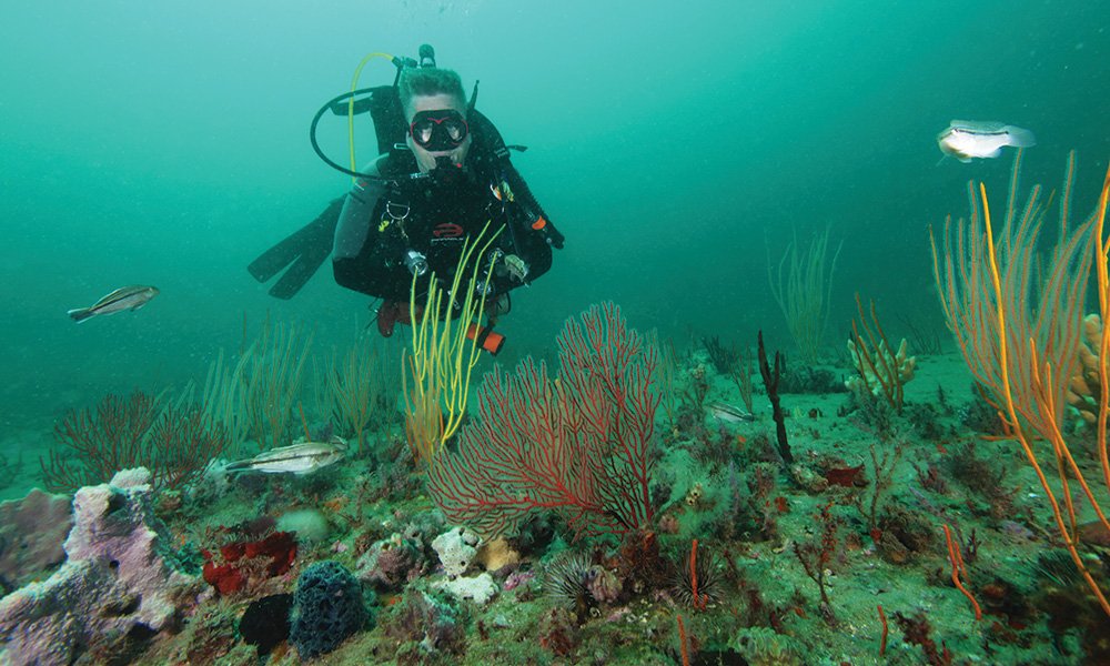 diver examins a reef