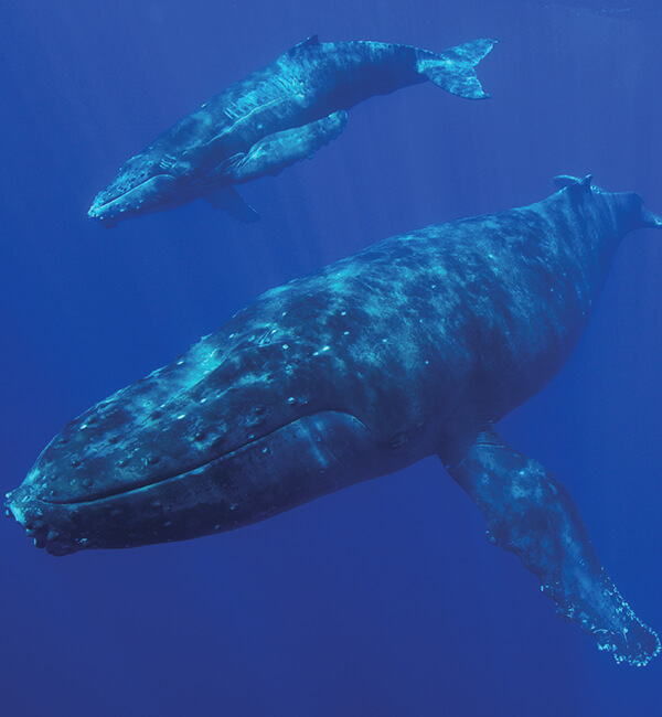 a humpback whale mother and calf