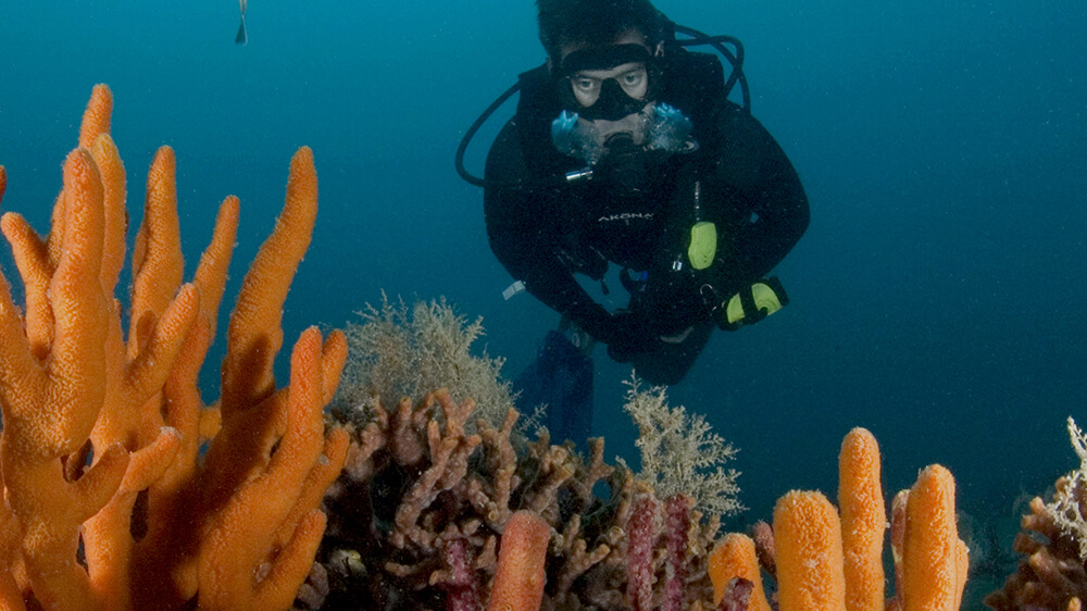 A diver enjoys the variety of life in Gray’s Reef National Marine Sanctuary. Photo: Greg McFall/NOAA
