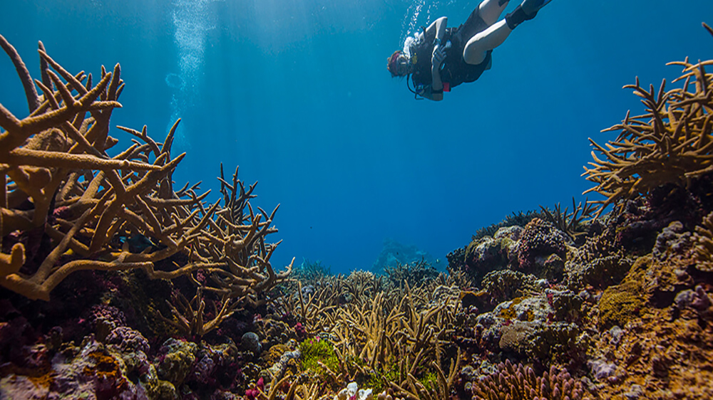 A diver swiming through the National Marine Sanctuary of American Samoa