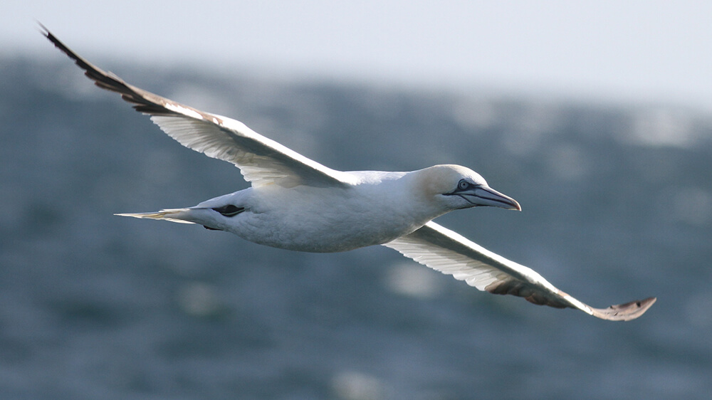 flying northern gannets