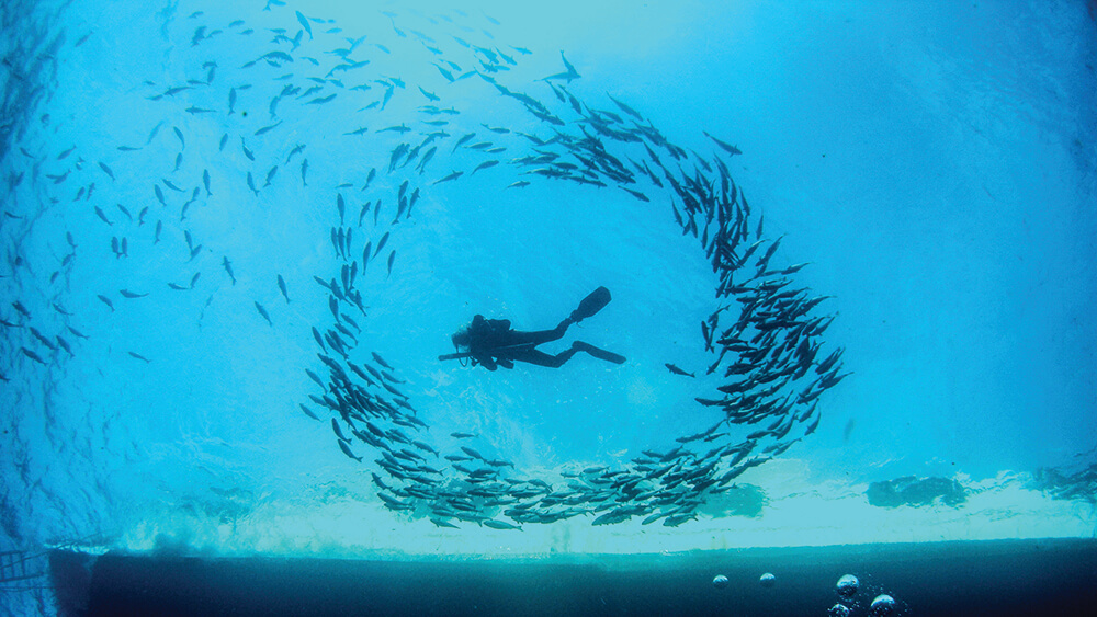 diver surrounded by a school of fish