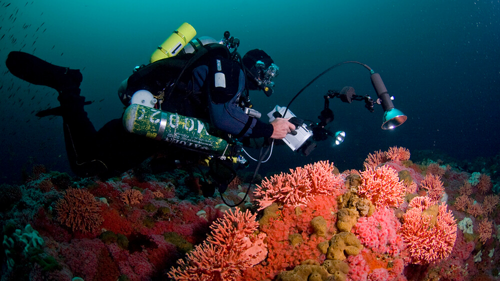 Diver analyzing reef with an electronic device