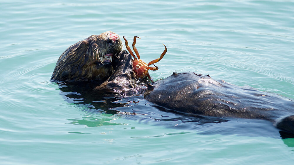 Sea otter eating a crab