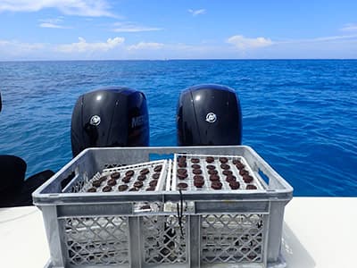 basket of coral fragments on a boat