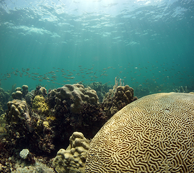 A school of fish swims just above various corals