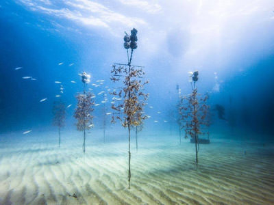 ocean-based coral tree nursery